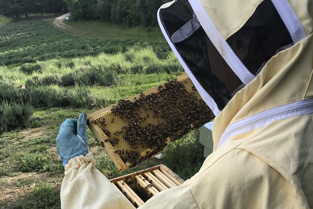 L’apiculture biologique