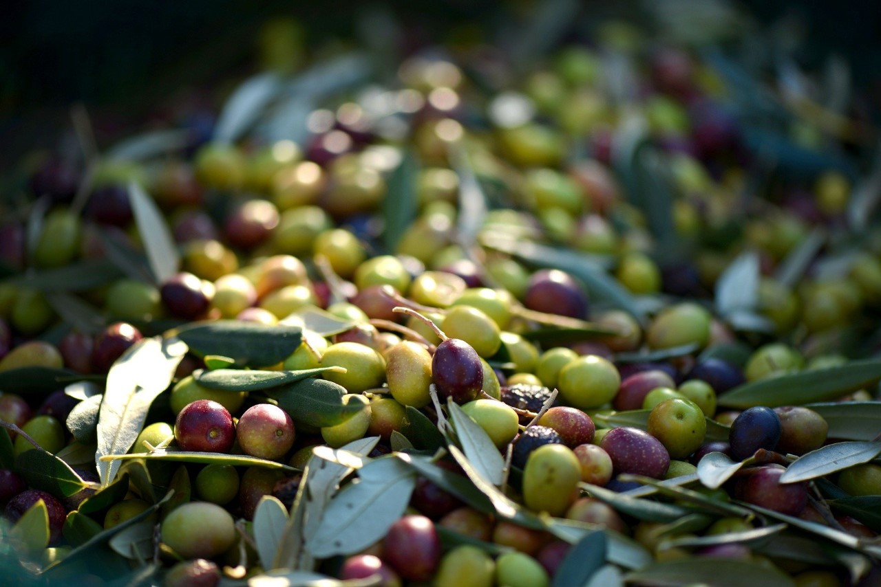 Italian Extra Virgin Olive Oil – 1ère Partie
