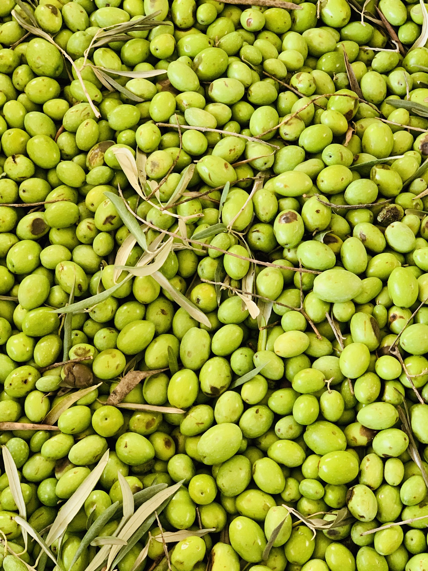 Italian Extra Virgin Olive Oil – 2ème partie