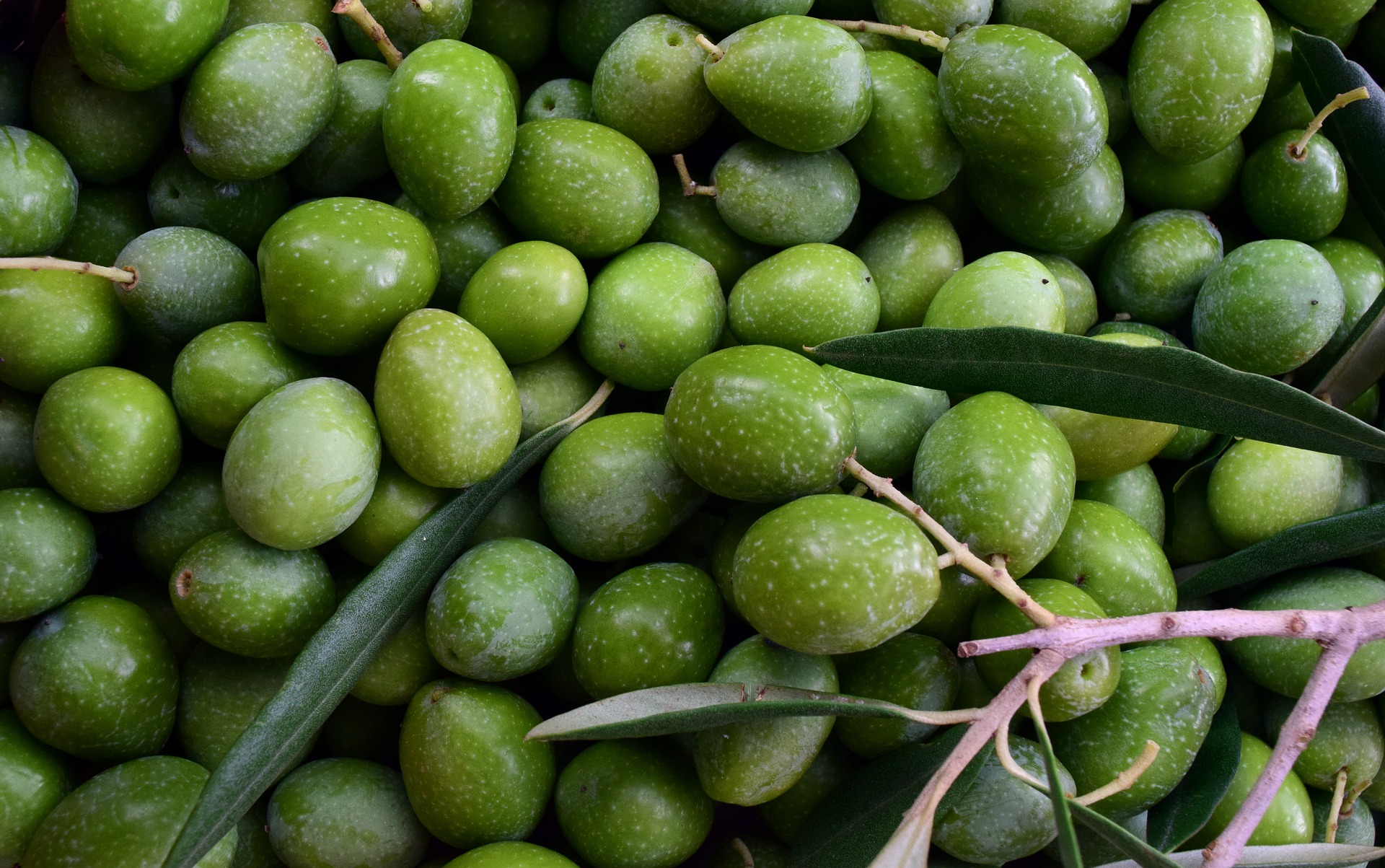 Que sont les polyphénols?